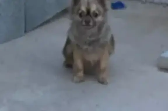 Chien perdu à Pomérols retrouvé - photo