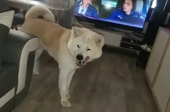 Animaux perdus , photo: Hatchi, Akita perdu au Mesnil-Roc'h