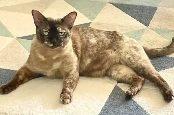 Chat perdu, , photo: Chatte Burmese Chocolat Perdue