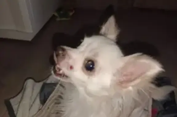 Chihuahua perdu retrouvé - photo