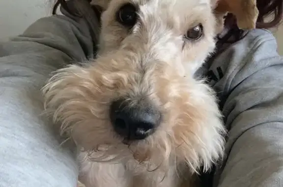 Avis: Fox Terrier perdu, Levier - photo