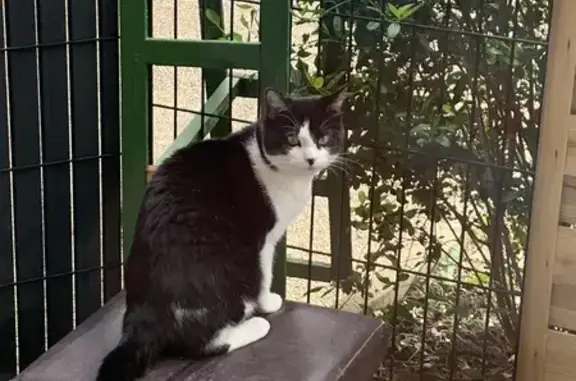 Chatte noire/blanche perdue - Lognes - photo