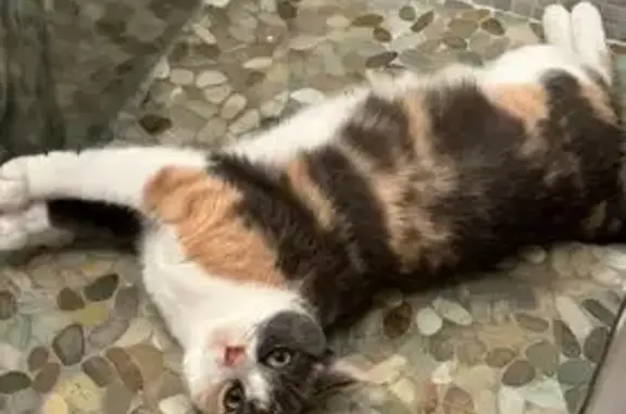 Chat perdu, , photo: Chatte tricolore perdue à Pouyau