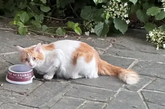 Chat roux/blanc trouvé à Strasbourg - photo