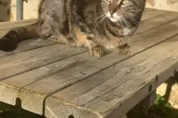 Animaux perdus Plaisir, photo: Chat OKI disparu à Plaisir