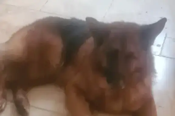 Chien perdu Auch, photo : Berger Allemand perdu à Pavie