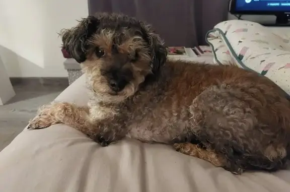 Animaux perdus Bayonne, photo: Alerte: Caniche gris perdu - Bayonne