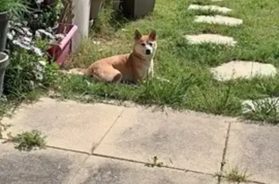 Chien perdu , photo : Chien perdu à Aujargues #13