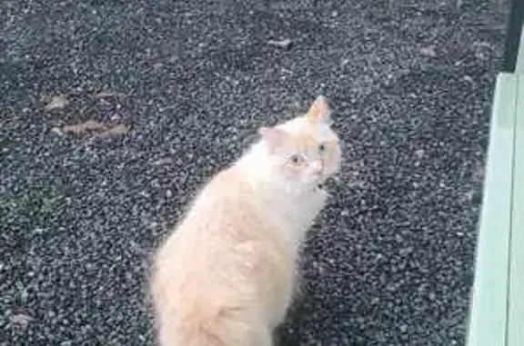 Chat perdu, La Flèche, photo: Chat blanc/roux perdu - La Flèche