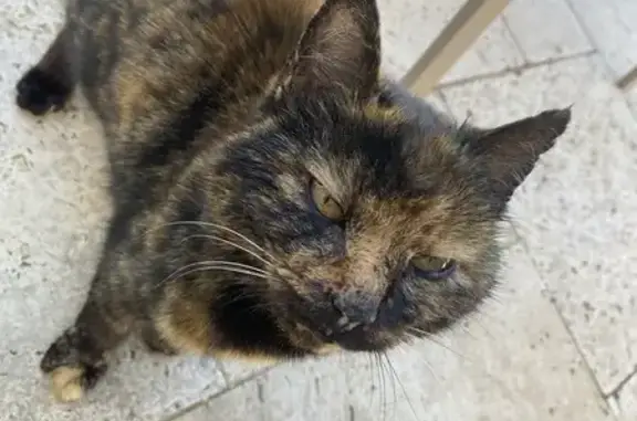 Chat blessé et maigre trouvé à Vitrac - photo