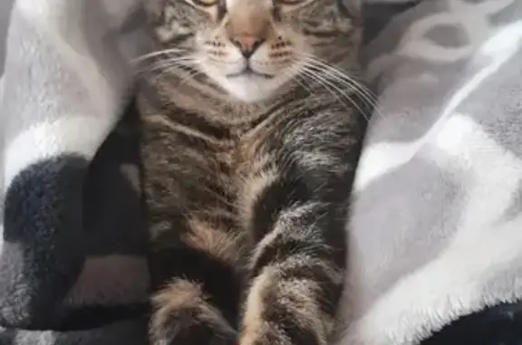 Animaux perdus Rumilly, photo: Chat perdu à Rumilly - Pucé