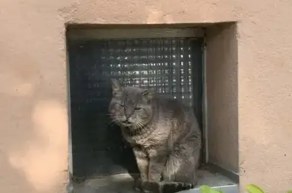 Chat gris malade vu rue Longvic - photo