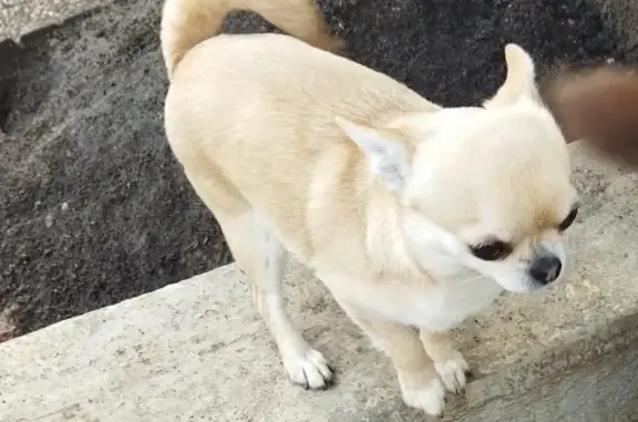 Chien perdu Épinal, photo : Chien crème gestant perdu