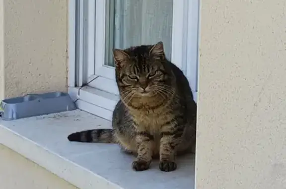 Chat trouvé , photo: Chat rayé trouvé à Mestes