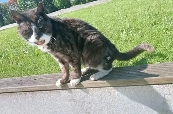 Chat égaré pucé et malade - photo