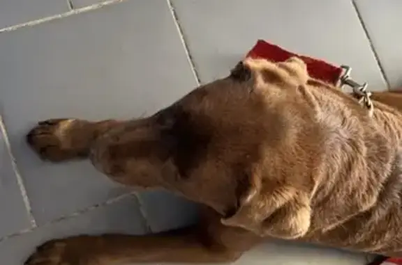 Chienne labrador perdue retrouvée - photo