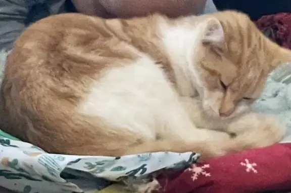 Lost Ginger Kitten - 9 Months, Hovell St Area!