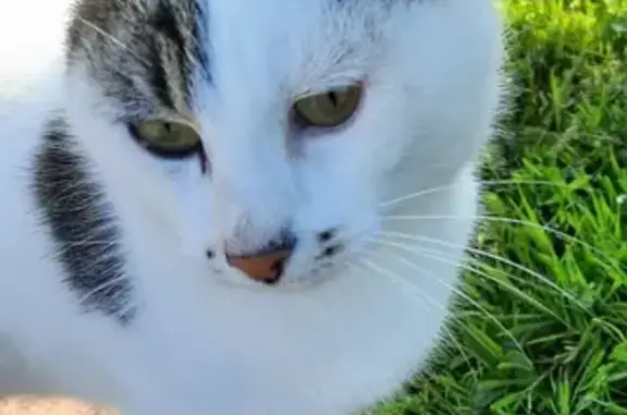 Chat affectueux trouvé à Renazé - photo