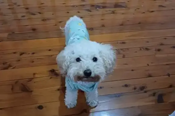 Lost White Toy Poodle Joy in Parramatta!