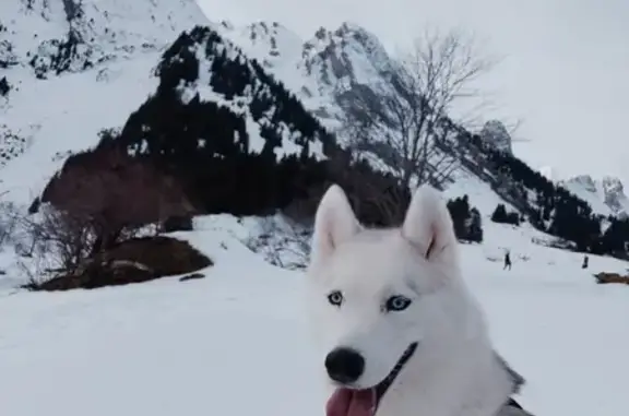 Animaux perdus Thyez, photo: Avis: Husky Laska perdu à Thyez