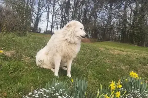 Alerte: Patou Blanc Perdu à Vay - photo