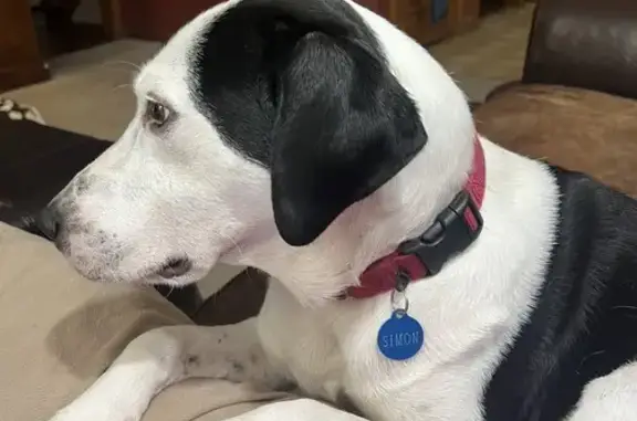 Lost Dog Alert: Skittish Lab Mix in Canton!