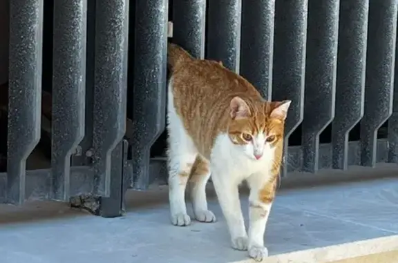 Chat perdu Quai Brazza 87 trouvé - photo