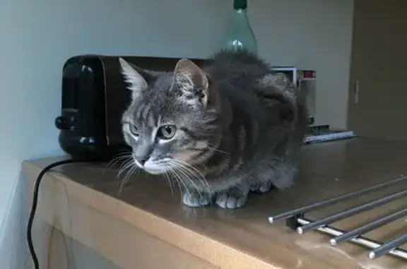 Animaux perdus Nouaillé-Maupertuis, photo: Chat âgé TocToc perdu à Nouaillé
