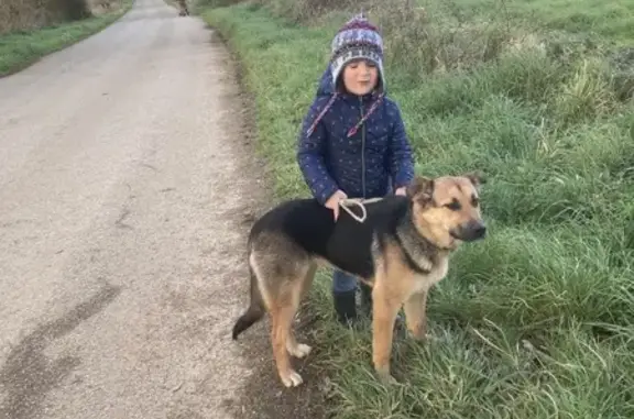 Chien perdu Briec, photo : Alerte: 2 Chiens Égarés à Briec