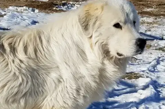 Lost Male Great Pyrenees in Bemidji, MN!