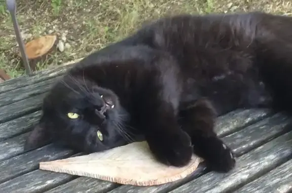 Chat perdu, Mirande, photo: Chatte âgée noire perdue - Mirande