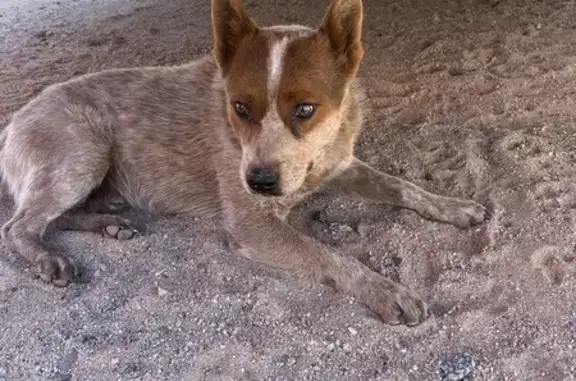 Lost Pup Near Alamo Lake - Hel...