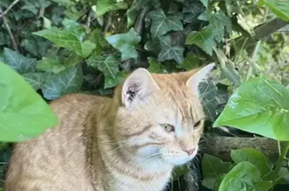 Chaton orange et blanc perdu - photo