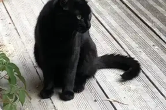 Chat perdu, Aubière, photo: Chatte noire perdue à Aubière