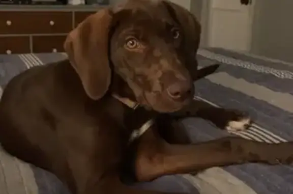Lost Dog in GA: Chocolate Lab/GSP Mix!