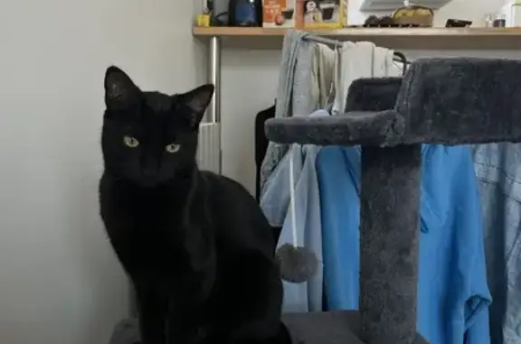 Animaux perdus Talence, photo: Chatte noire pucée perdue à Talence