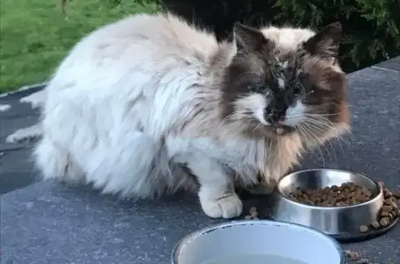 Chat affamé trouvé à Schaeffersheim - photo