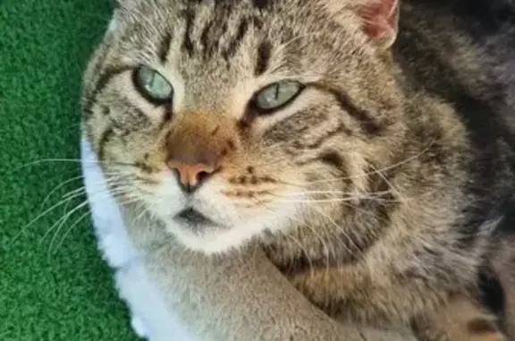 Chat tigré perdu à Bordeaux - photo