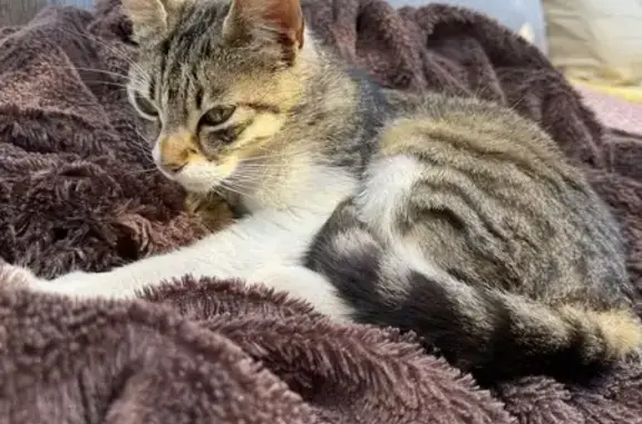 Chatonne douce trouvée à Villeneuve - photo