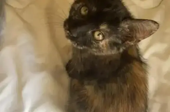 Animaux perdus , photo: Chatte écaille perdue à Ferrières
