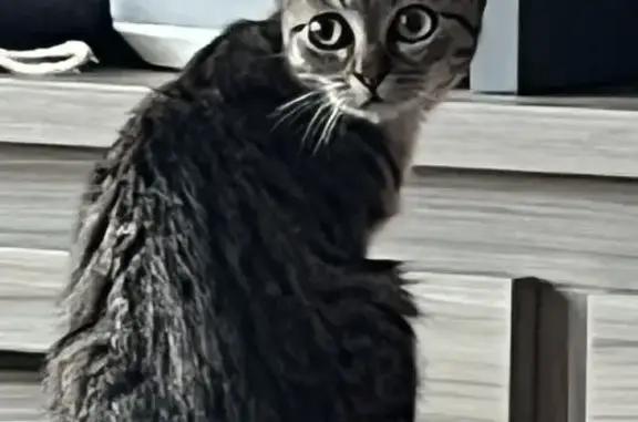 Chat perdu, Courpière, photo: Chatte tigrée perdue à Courpière
