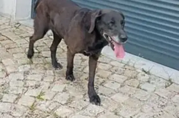 Chien trouvé Auxonne, photo: Chien noir braque trouvé à Auxon