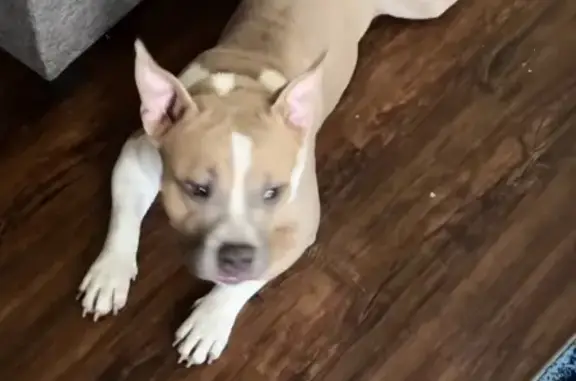 Lost American Bully - Tan & White in Rockford!