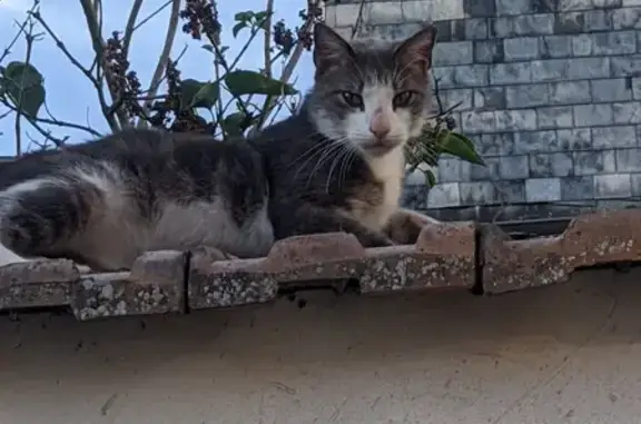 Chat perdu rue des Tanneries - photo