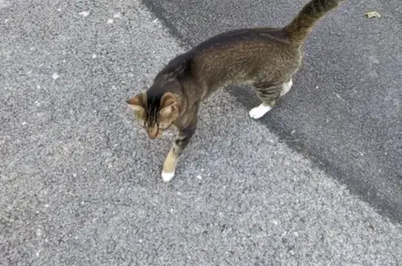 Chat perdu affectueux à Nîmes - photo