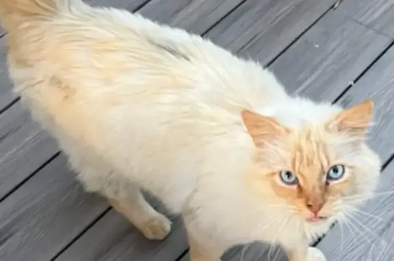 Chat affectueux trouvé à Quéven - photo