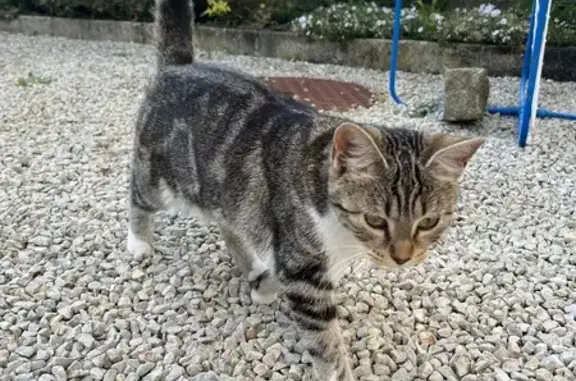 Chaton tricolore perdu à La Lande - photo