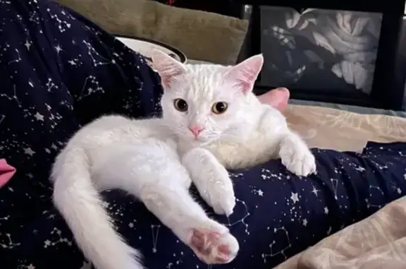 Help Find Casper: Shy, Lost Indoor Cat - Llanrumney