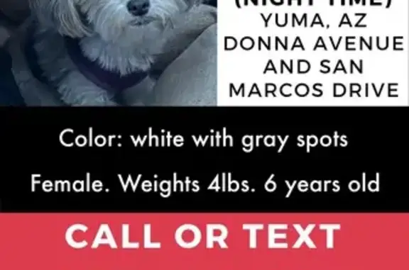Lost Shorkie Alert: Tiny White/Gray near 2646 S Donna!