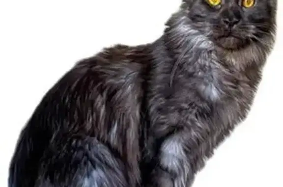 Animaux perdus Issoire, photo: Chat Main Coon noir perdu, Issoire